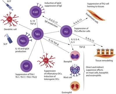 Subcutaneous and Sublingual Immunotherapy in Allergic Asthma in Children